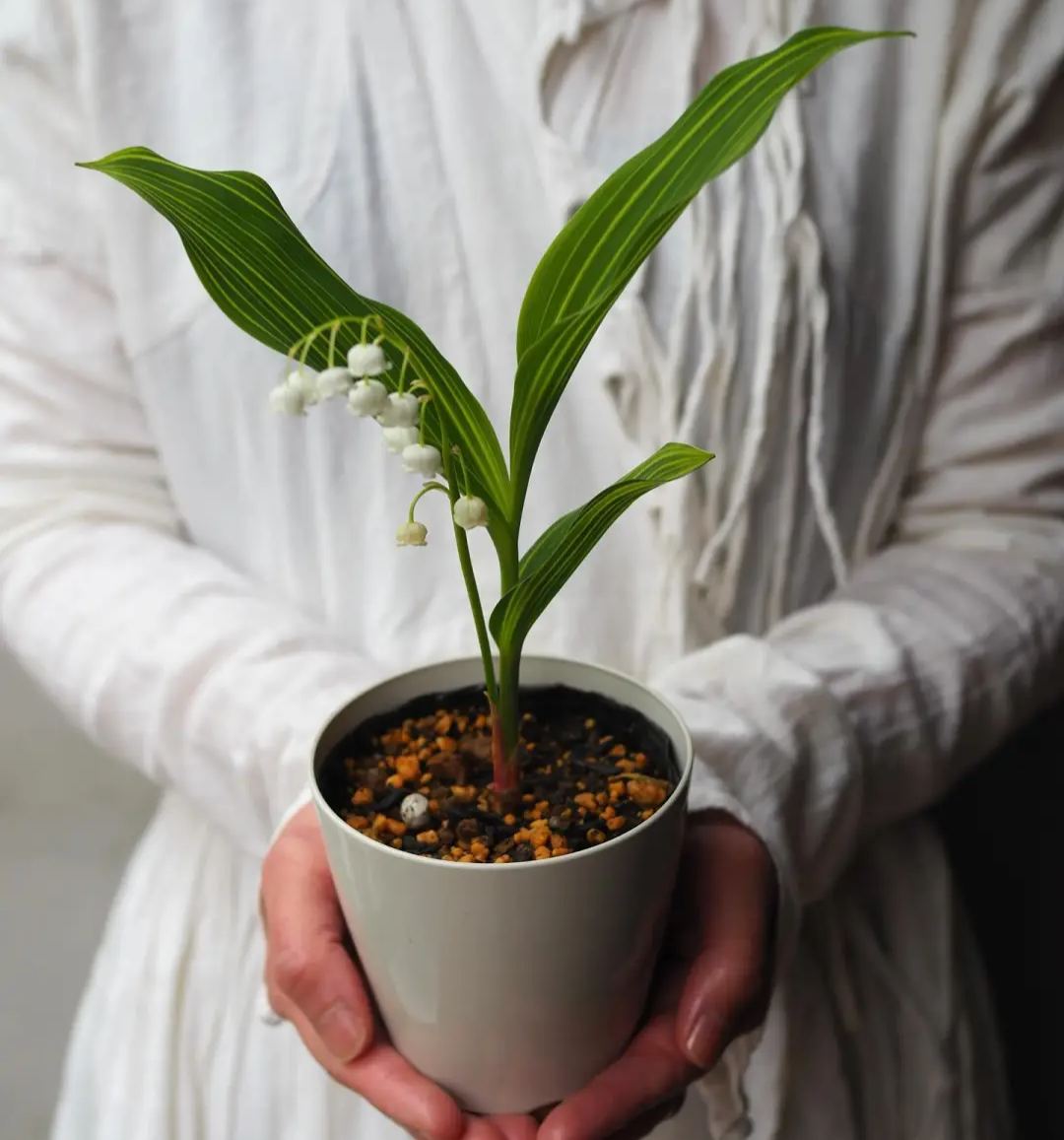 💐LILIA DOLINY – SZCZĘŚCIE PRZYBYWA