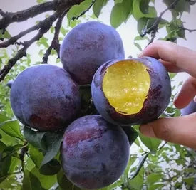 🍃 Séria Heirloom Manor: Sada 13 vybraných ovocných semienok (bez GMO) 🌳 – Najpredávanejší produkt-SK
