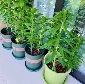 🌺Perfumowane cebulki lilii – świeże i słodkie