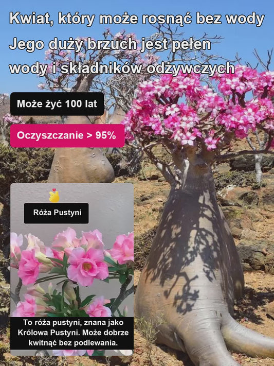 [Żyj 100 lat w wodzie] Cebule róży pustynnej