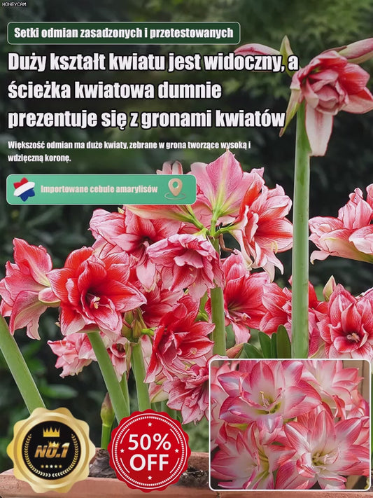 „Dobra wróżba” holenderskie importowane cebule amarylisu pełnego.