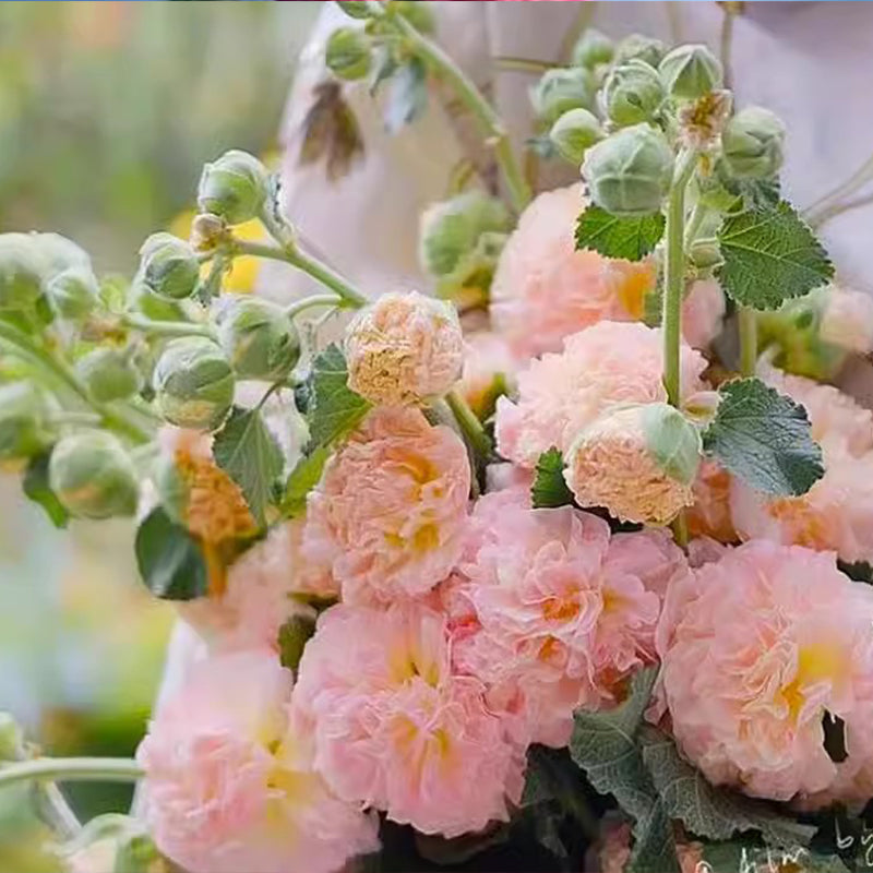 🌸Virágzó évelő mályva magok🌸