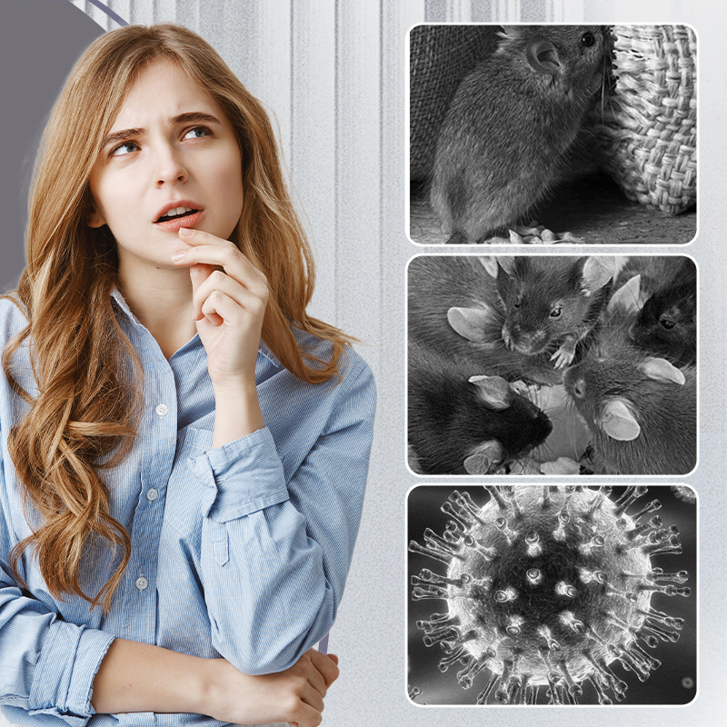 Bardzo duże pułapki klejowe na szczury