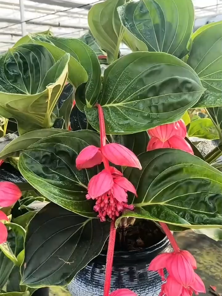 Podwójnie kwitnące, intensywnie pachnące nasiona Baolianhua